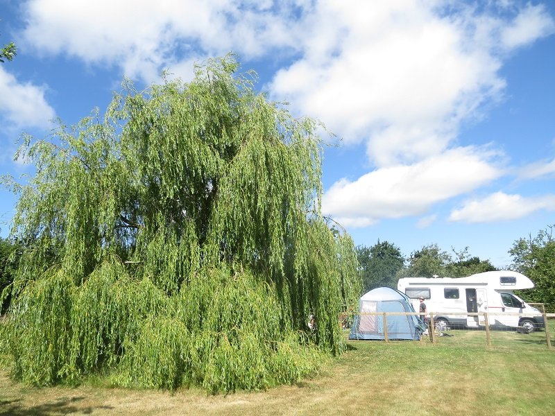 A motorhome and a tent pitched on grass beside a large weeping willow.